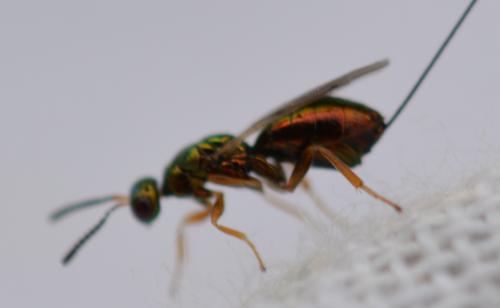 Torymus sp.